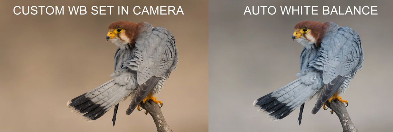Custom vs Auto White Balance Example